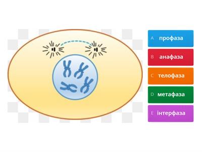 Мітоз