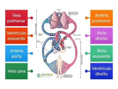 Sistema Cardiovascular