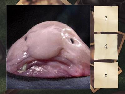 Segmenting L Blend Words 