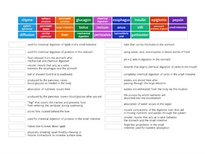 Digestive System Process (Review)