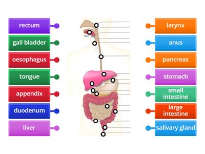 Digestive system WordWall