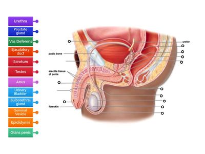 Label Male Reproductive System