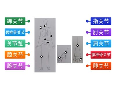 五年级2.1关节的位置