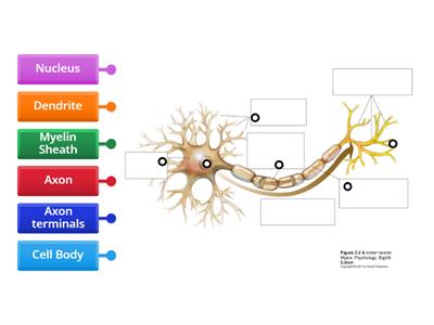 Label The Neuron