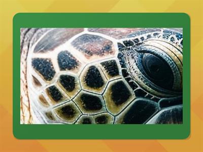 Everybody Up 1: U5 L4