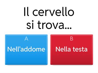 Il cervello