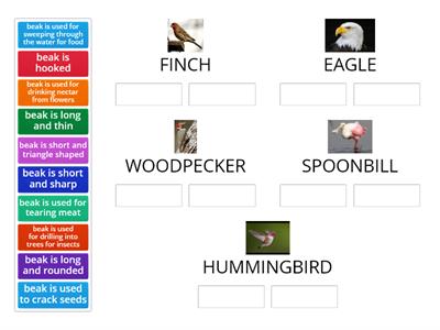 SCIENCE - 5.10A Structures and Functions:  Beaks