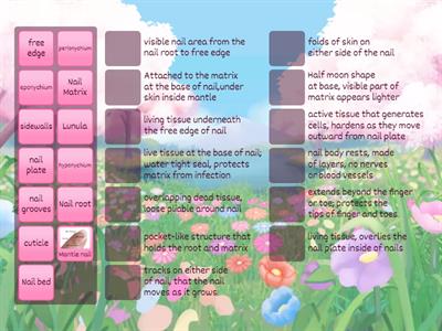 STRUCTURE OF THE NAIL