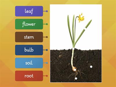 Label a plant Y1