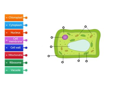 The Plant Cell