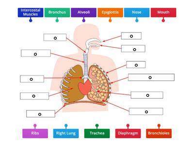 The Respiratory System