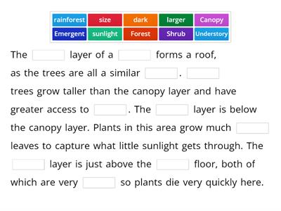 Rainforest Layers