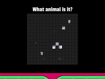 What animal is it?