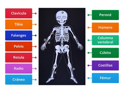 Huesos del cuerpo humano