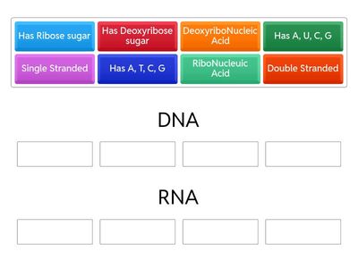 DNA vs RNA