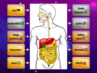 Digestive System Labeling🌶