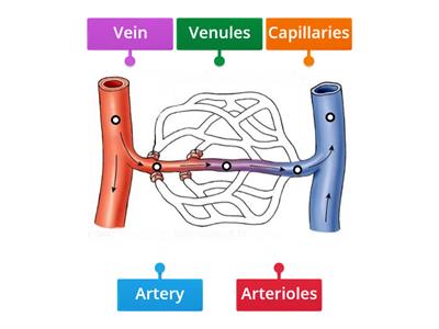 Label the Blood Vessels