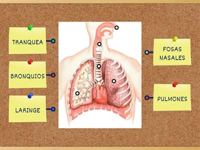 SISTEMA RESPIRATORIO