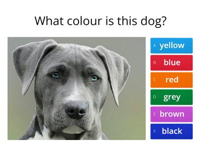 Colour quiz