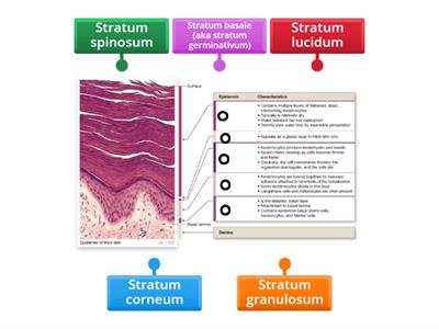 Layers of the Epidermis