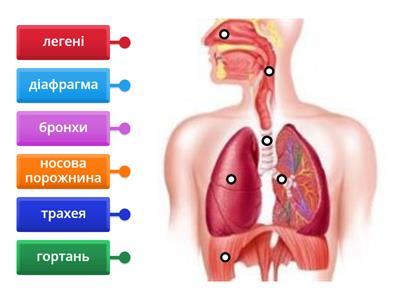 Органи дихання