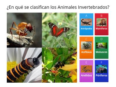 Animales Invertebrados