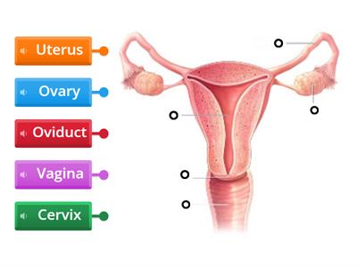 Female Reproductive System 