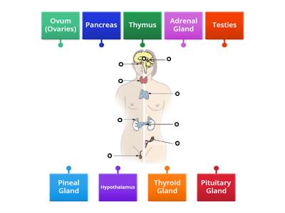 Endocrine System