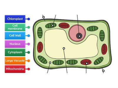 Plant Cell Diagram