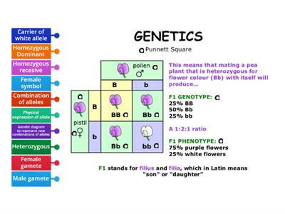 Punnett Grid Terminology