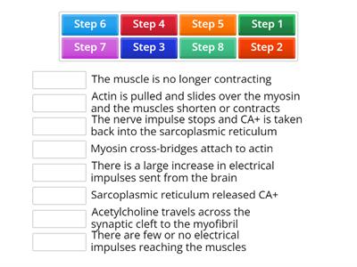 Steps of the Sliding filament theory