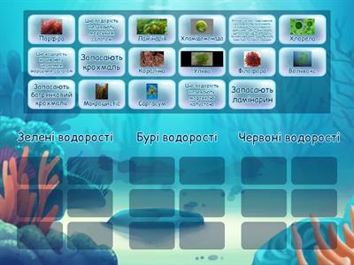 Водорості. Зелені, бурі та червоні