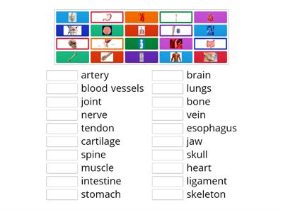 Inside the Human Body