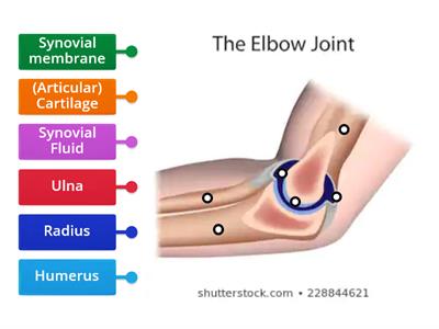 Elbow Joint