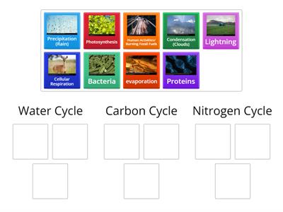 Cycles of Matter Sort