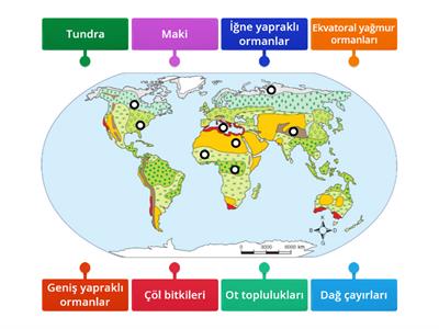 Dünya Bitki Örtüsü