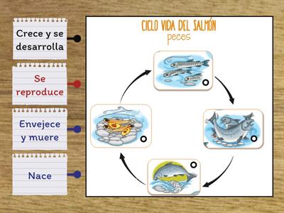 Ciclo de vida del salmón 