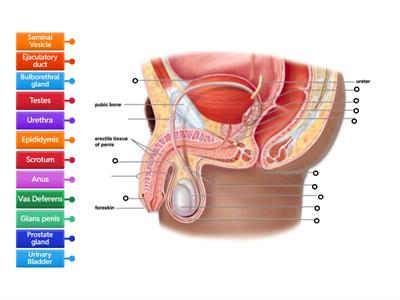 Label Male Reproductive System