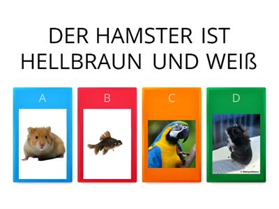 DIE HAUSTIERE UND DIE FARBEN