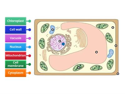 Diagram of a plant cell (level 1) [SciBio]