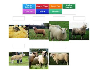 Sheep Breeds