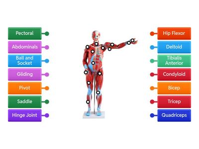 BTEC Label Muscle and Synovial Joint