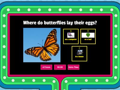 MB Butterfly Life Cycle