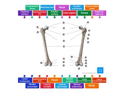 Femur anatomy