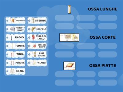 Tipi di ossa con audio