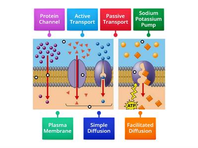 Active Vs Passive transport Practice 