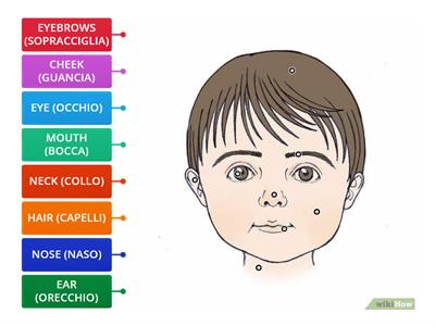 The parts of the face - MAESTRA MARIKA