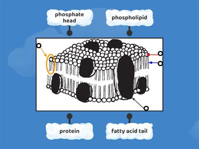Plasma Membrane