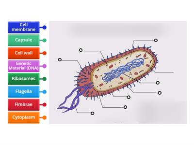 Bacteria: Labeling