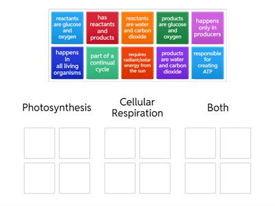 Photosynthesis and Cellular Respiration